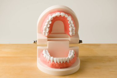 insan çenesinin akrilik modeli