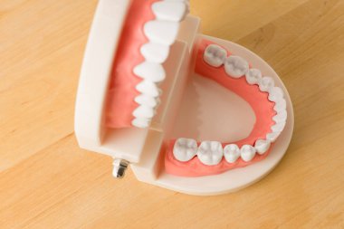 insan çenesinin akrilik modeli