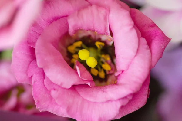 Bouquet de belles fleurs de jardin — Photo