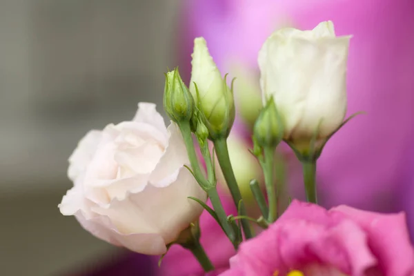 Boeket van mooie tuin bloemen — Stockfoto