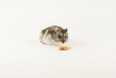 Küçük Dzungarian hamsterı lezzetli çekirdeklere bakıyor.