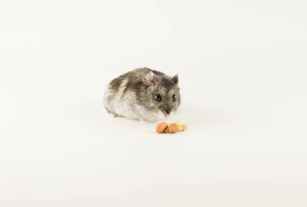 Little Dzungarian hamster is looking at the tasty kernels — Stock Photo, Image