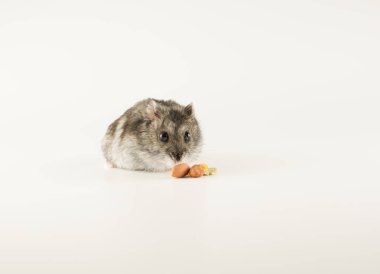 Küçük Dzungarian hamsterı lezzetli çekirdeklere bakıyor.