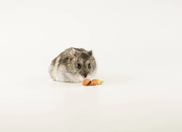 Pequeño hámster dzungariano está mirando los sabrosos granos — Foto de Stock