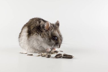 Küçük gri hamster beyaz arka planda yer.