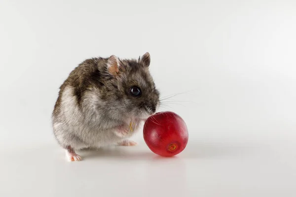 Pequeño Hámster Gris Come Sobre Fondo Blanco — Foto de Stock