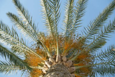 Palmiye dalları mavi gökyüzüne doğru uzanıyor