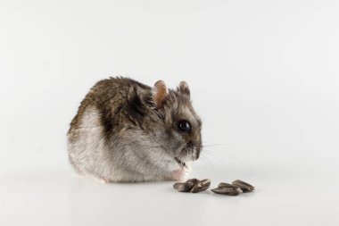 Küçük gri hamster beyaz arka planda yer.