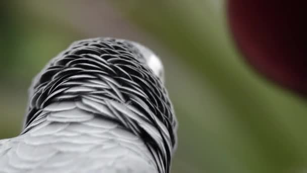 Close African Grey Parrot — Stock Video
