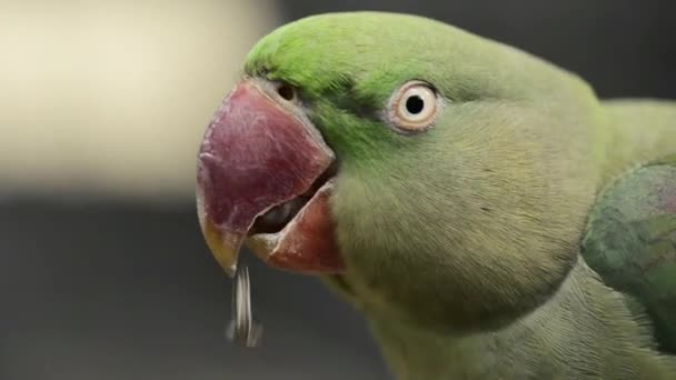 Закрыть Большой Зеленый Попугай Кинг — стоковое видео