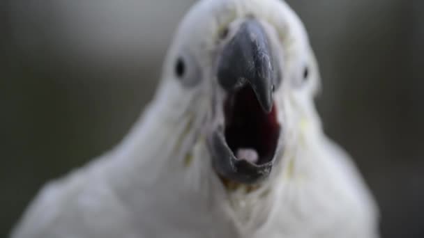 Zblízka Bílý Kakadu — Stock video