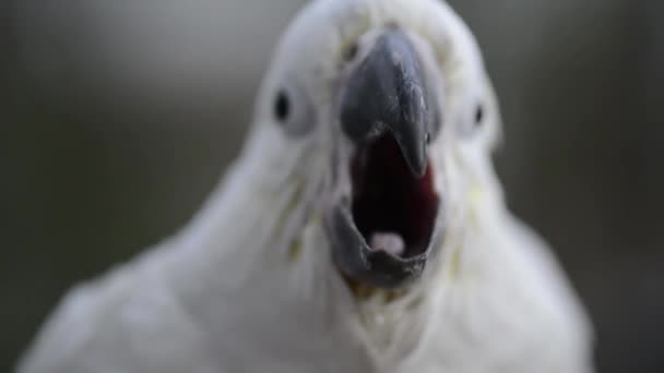 Primer Plano Una Cacatúa Blanca — Vídeo de stock