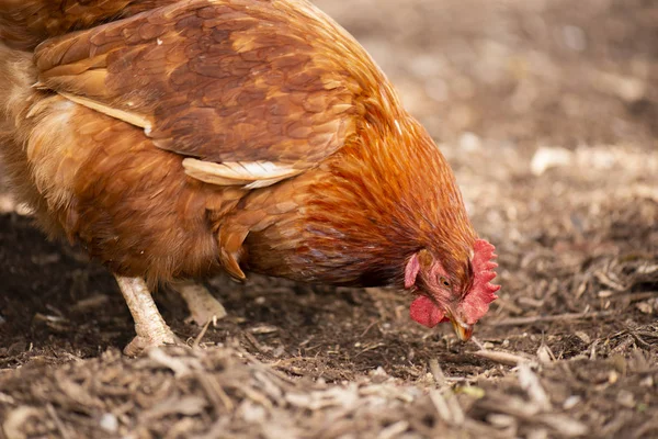 Pollo Che Vaga Liberamente Una Fattoria Durante Giorno — Foto Stock