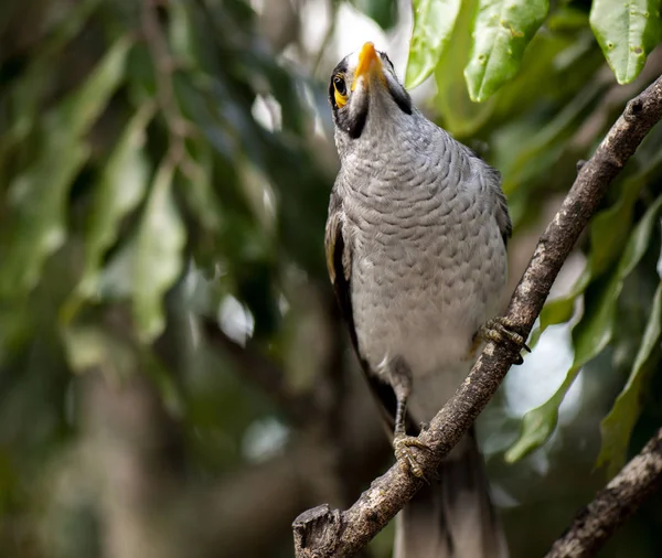 Gün Boyunca Tek Başına Gürültülü Madenci Kuş — Stok fotoğraf