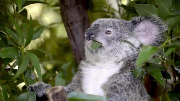 Gráfico Koala Australiano Bonito Uma Árvore Comendo — Vídeo de Stock