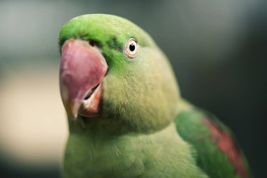 Büyük yeşil Kral Parrot yakın çekim