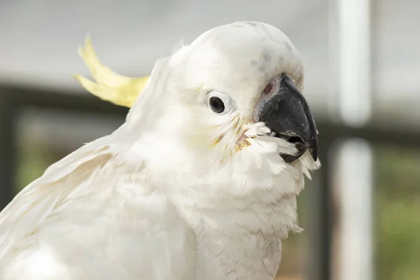 Close Van Een Witte Kaketoe — Stockfoto