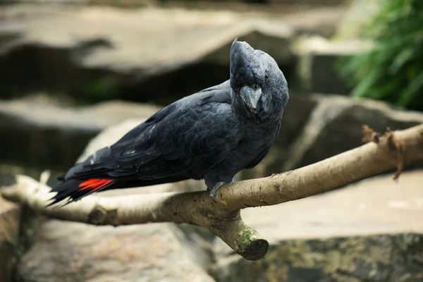 Primo Piano Cacatua Nero Rosso — Foto Stock