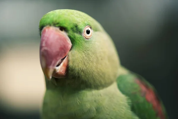 Zblízka Velký Zelený Papoušek Královský — Stock fotografie
