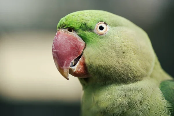 大規模な緑の王鸚鵡のクローズ アップ — ストック写真