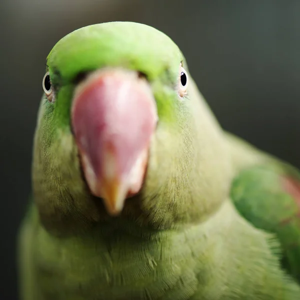 Büyük Yeşil Kral Parrot Yakın Çekim — Stok fotoğraf