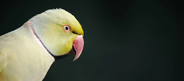 Zár Megjelöl Ból Egy Nagy Zöld Király Papagáj — Stock Fotó