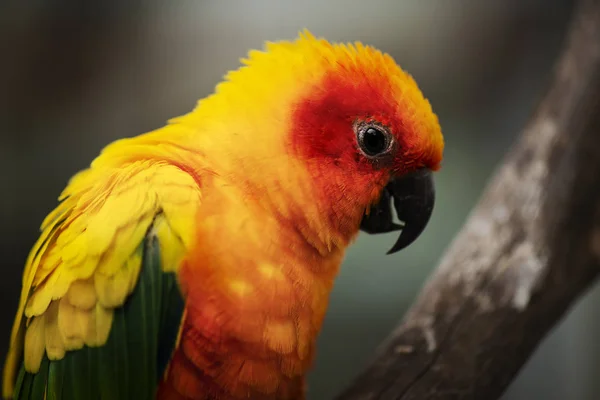 Zbliżenie Jasne Kolorowe Papugi Sun Conure — Zdjęcie stockowe