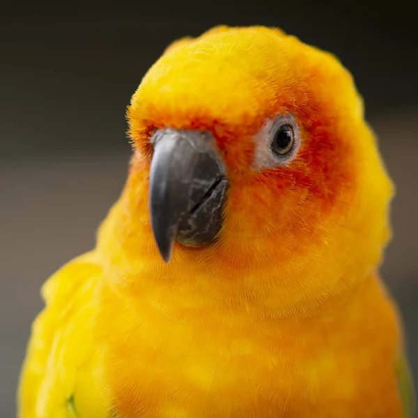 Close Bright Coloured Sun Conure Parrot — Stock Photo, Image