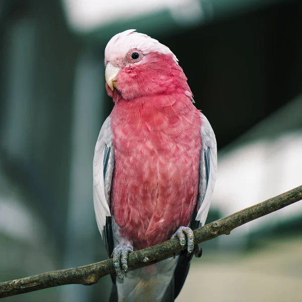 Primer Plano Una Gran Galah Rosa Gris —  Fotos de Stock