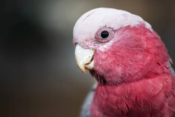 一个大的粉红色和灰色的 Galah — 图库照片