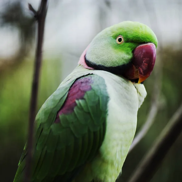 Primer Plano Gran Loro Verde Del Rey —  Fotos de Stock