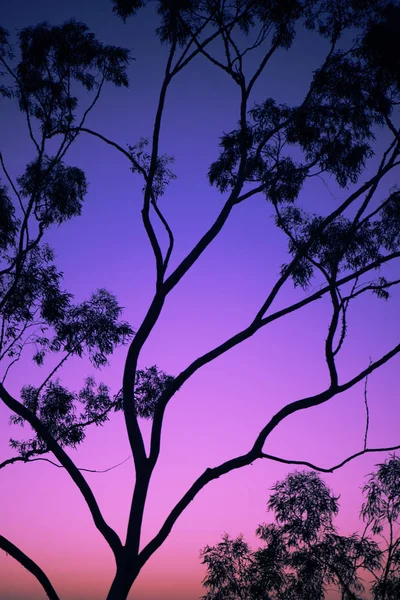 Silhueta Árvores Entardecer Ipswich Queensland Com Cores Vibrantes — Fotografia de Stock