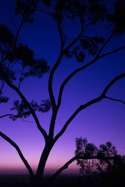 Silueta Árbol Atardecer Ipswich Queensland Con Colores Vibrantes — Foto de Stock