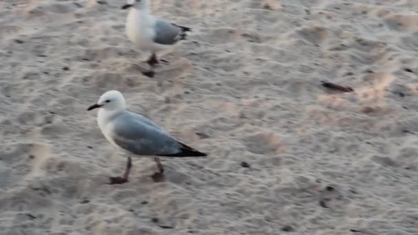 白天在海滩上的海鸥 — 图库视频影像