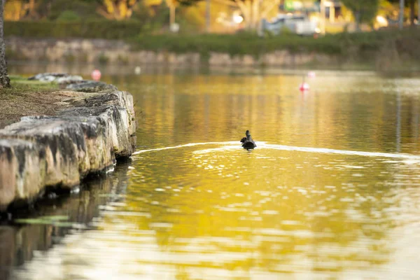 Озеро Озеро Озеро Спрингфилд Город Ипсвич Штат Квинсленд Днем — стоковое фото