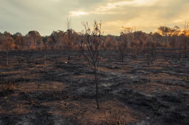 Kontrollü bir ateş yakmak sonra Collingwood Park, Ipswich şehir, Queensland, Avustralya sonuç.