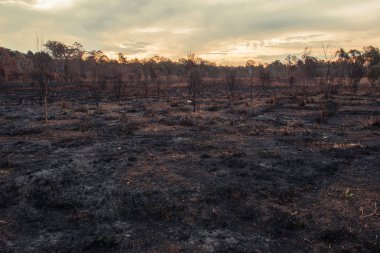 Kontrollü bir ateş yakmak sonra Collingwood Park, Ipswich şehir, Queensland, Avustralya sonuç.