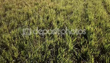 Şeker kamışı alan Jacobs de, Gold Coast, Queensland gündüz