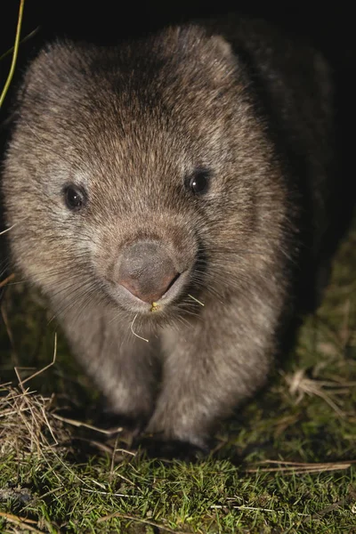 Gran Wombat Australiano Encontrado Fuera Por Noche — Foto de Stock