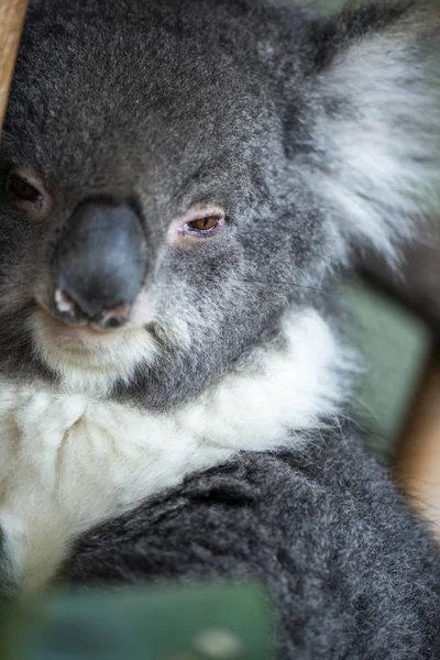 Aranyos Ausztrál Koala Egy Fán Pihen Nap Folyamán — Stock Fotó