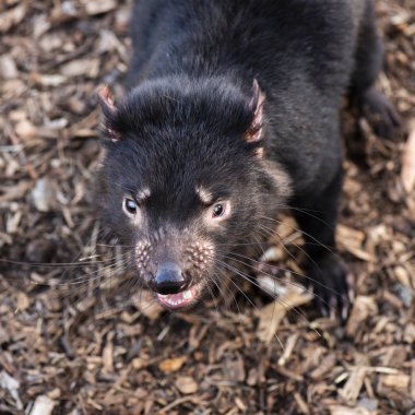 Hobart, Tasmanya günde sırasında dışında Tazmanya.