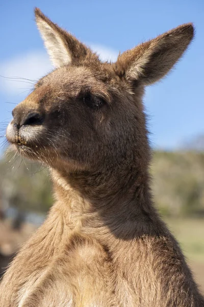 Avustralya Kanguru Gün Zaman Açık Havada Sırasında — Stok fotoğraf