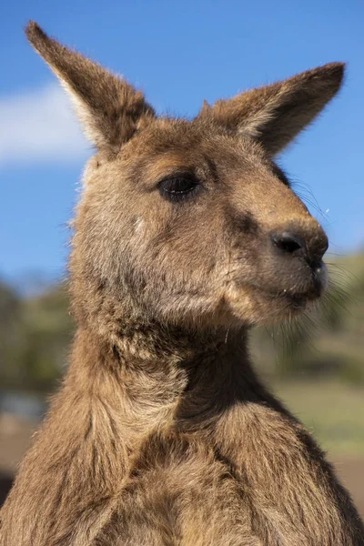 Australiensisk Kangaroo Utomhus Dagen Temne — Stockfoto