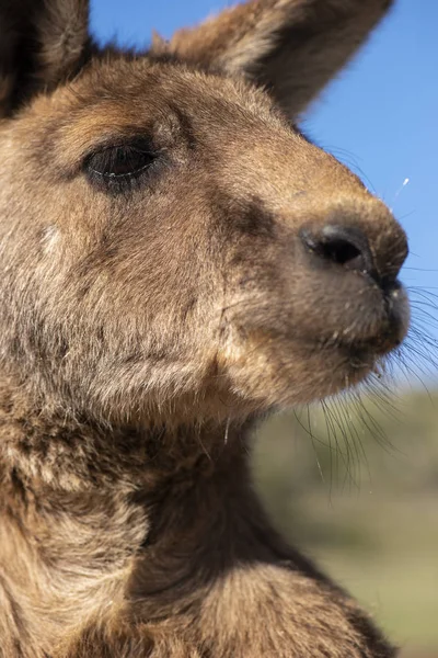 Kangourou Australien Extérieur Pendant Journée — Photo
