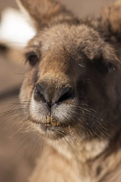 Kangourou Australien Extérieur Pendant Journée — Photo