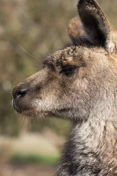 Kangourou Australien Extérieur Pendant Journée — Photo