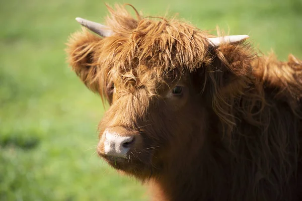 Vache Des Highlands Ferme Pendant Journée — Photo