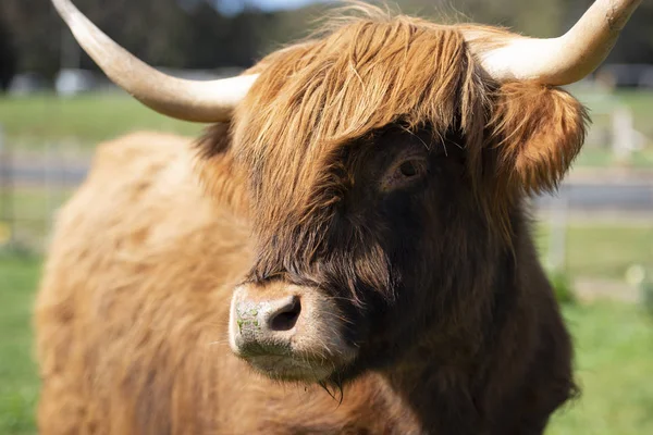 Vache Des Highlands Ferme Pendant Journée — Photo