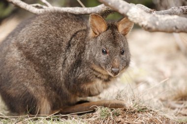 Gün boyunca dışında Avustralya bush kanguru.
