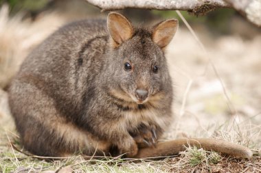 Gün boyunca dışında Avustralya bush kanguru.